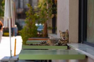 A stray cat lying on the table in a street in Istanbul. Stray cats of Istanbul concept photo. photo