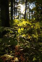 Forest view with fersn and silhouette of the trees at sunset photo