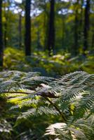 Ferns in the forest in focus. Forest view with ferns and trees photo