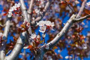 White blossom of a tree in the spring photo