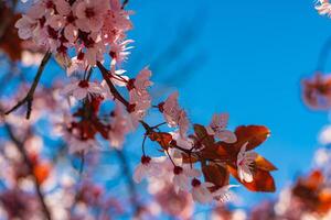 Pink blossom in spring photo