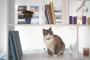 un siamés tailandés gato se sienta en un blanco estante divide el habitación dentro dos partes, separando el trabajo zona desde el cama foto