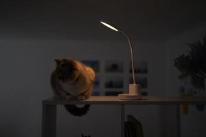 Siamese Thai cat warms under a USB lamp on the shelf zoning the room photo