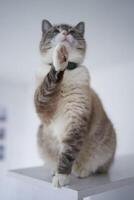 Siamese Thai cat gives a paw photo