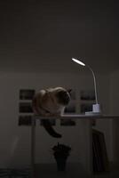 Siamese Thai cat warms under a USB lamp on the shelf zoning the room photo