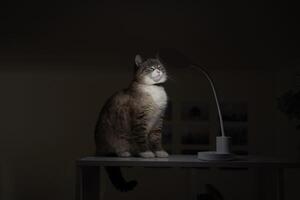 Siamese Thai cat warms under a USB lamp on the shelf zoning the room photo