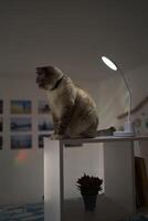 Siamese Thai cat warms under a USB lamp on the shelf zoning the room photo