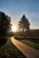 pathway amidst trees illuminated by the sunset light photo