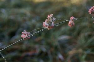 grass and clover covered with morning dew and hoarfrost at dawn, background photo