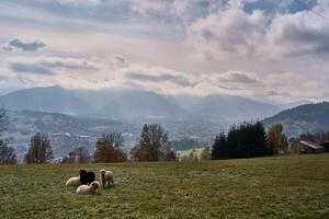 Sheep grazing in the valley against the backdrop of autumn mountains photo