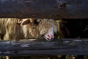 Sheep showing curiosity in village photo