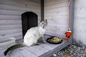 Abandoned and sad cat photo