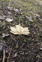 Dry leaf in autumn photo