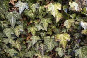 Wild green ivies photo