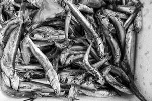 Sardines in a fishmonger photo