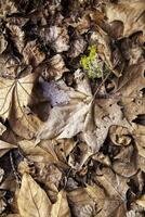 Dry leaf in autumn photo