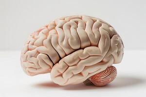 AI generated Human brain isolated on white background. Generative AI. photo