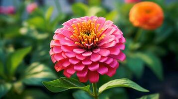 AI generated Blossom lilac zinnia flower on a green background on a summer day macro photography. photo