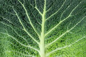 texture of savoy cabbage leaf photo