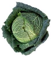 fresh savoy cabbage isolated on white background photo