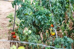 Ripening tomatoes in the open field. photo