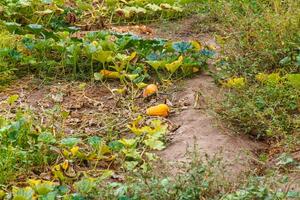 Ripening pumpkins lie on the ground. photo