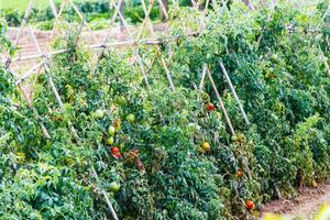 Ripening tomatoes in the open field. photo