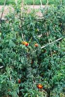 Ripening tomatoes in the open field. photo