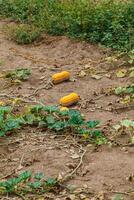 Ripening pumpkins lie on the ground. photo