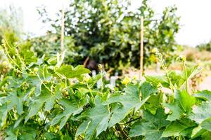 Blooming cucumbers in the garden. photo