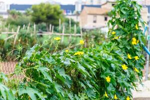 Blooming cucumbers in the garden. photo