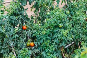 madurez Tomates en el abierto campo. foto