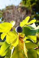 The figs growing on the tree. photo