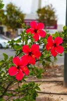 Hibiscus flower in Valencia, close-up, macro photo