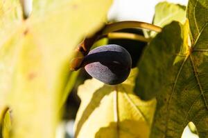 The figs growing on the tree. photo