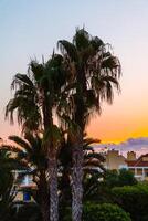 Palm tree on background of evening sunset. photo