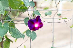 Purple bells grow on a long branch the fence. photo