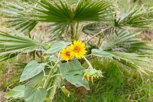 Blooming young sunflowers in the garden. photo