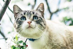 Siamese cat on a blossoming apple tree photo