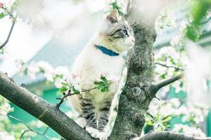 Siamese cat on a blossoming apple tree photo