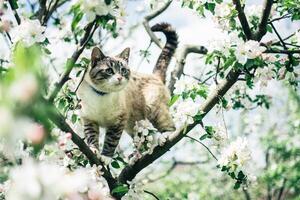 Siamese cat on a blossoming apple tree photo