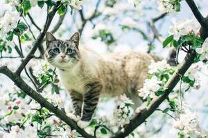 Siamese cat on a blossoming apple tree photo