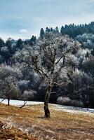 Frozen tree in front of mountain photo