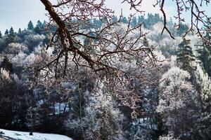 un árbol rama es cubierto con escarcha en el antecedentes de un invierno bosque foto