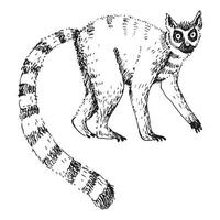 Lemur sketch hand drawn engraved vector illustration. Silhouette exotic Madagascar ring-tailed lemur with striped tail for print, icon, label,  paper, card, logo. World wild animal, traveling, safari