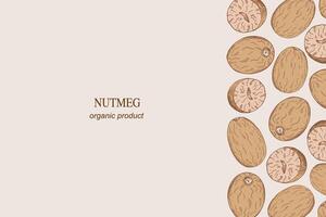 Nutmeg nuts engraved sketch border background hand drawn vector illustration. Backdrop Mace spicy plant nut ingredient for text, design for cooking, medicine, perfumery organic food For banner, label