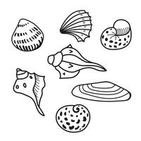 Seashells sketch vector set hand drawn vector illustration. Collection of line art ink sketches various mollusk sea shells different forms design for logo, sign, wrapping, label, decor, print, paper