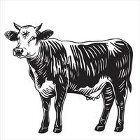 cow, black and white illustration in sketch style, engraving. vintage drawing, farm animal vector
