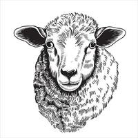 portrait of a sheep, black and white illustration in sketch style, engraving. vintage drawing, farm animal vector