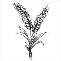 wheat ears, black and white illustration in sketch style, engraving. vintage drawing, farm vector